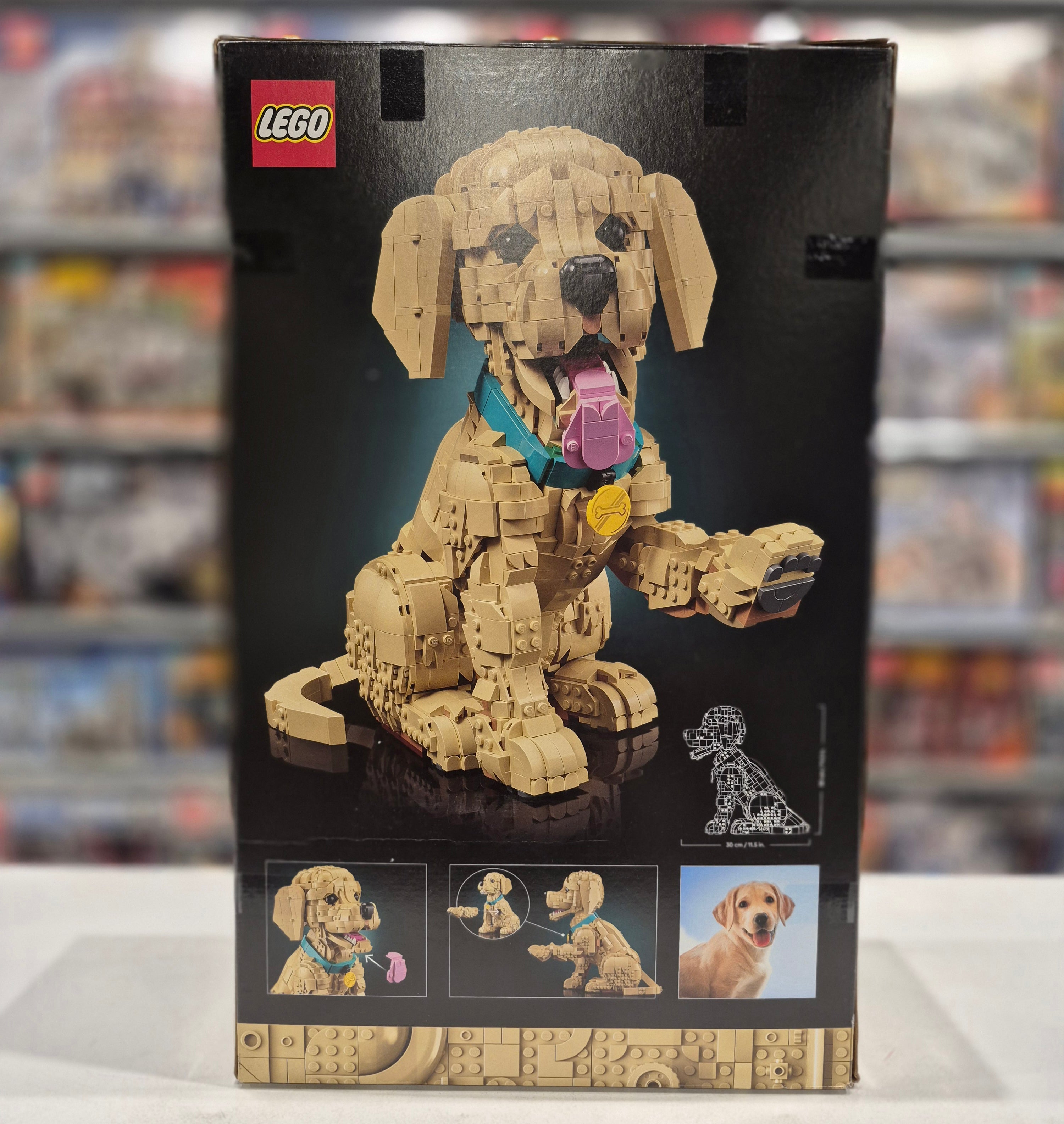 Golden Retriever Puppy, 11384