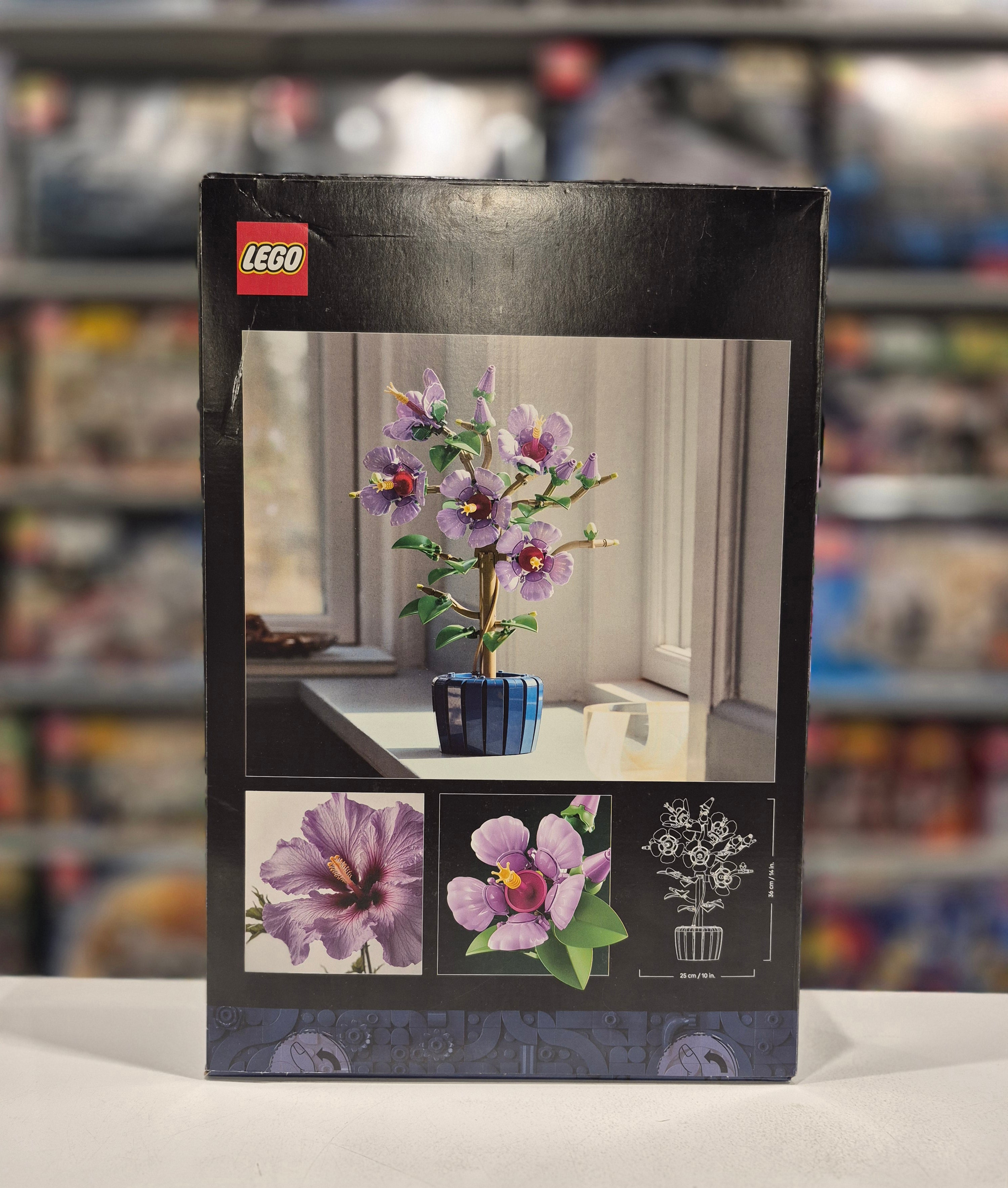 Hibiscus, 10372