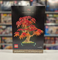 Japanese Maple Tree 10348