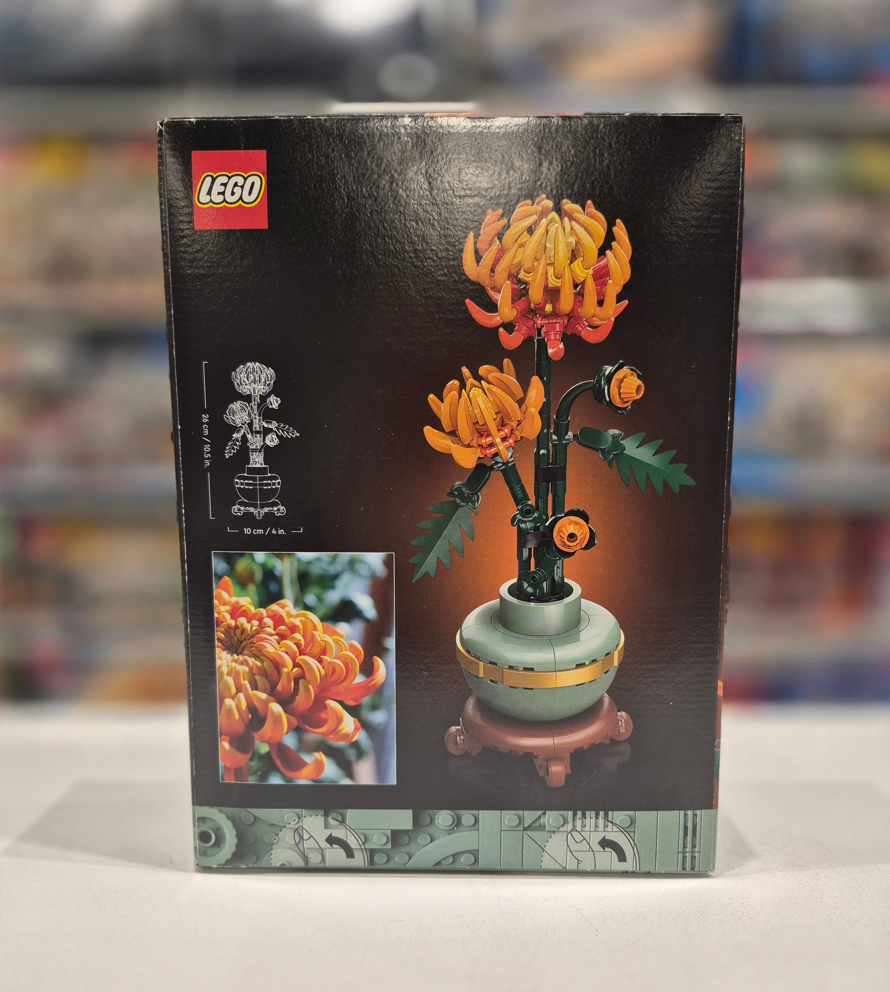 Chrysanthemum, 10368